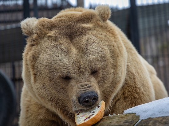 Красноярских медведей угостили авторскими бутербродами с медом в честь пробуждения
