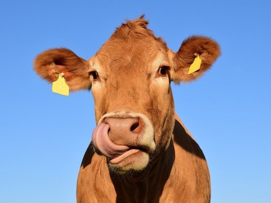 В Тульской области цыгане похитили 4 коровы