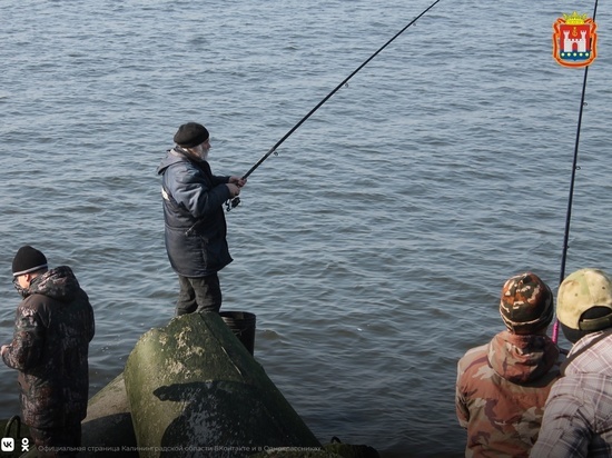 В Калининградской области нерестится салака — рыбаки уже подстерегают ее с удочками