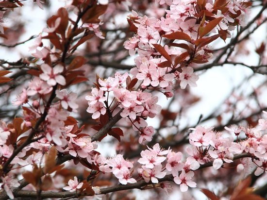 Новокузнечане смогут вживую понаблюдать за цветением сакуры