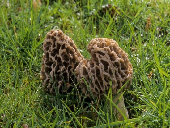 Какие съедобные грибы могут собрать в лесу петербуржцы весной 2022 года