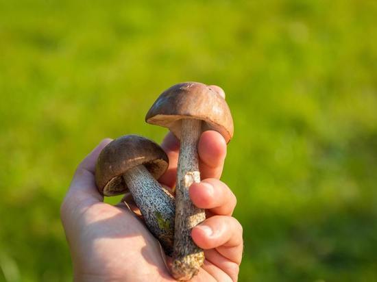 Как правильно собирать грибы и где самые грибные места в Ленобласти