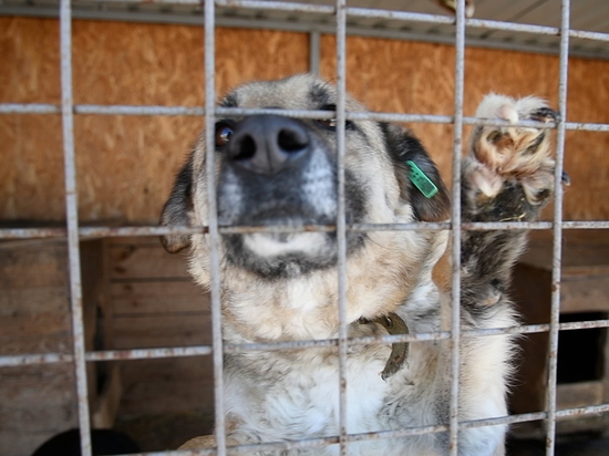 В Волгоградской области животные покусали больше 10 000 человек за год