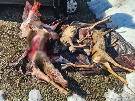 В Брянской области ДПС задержала машину с тушами оленя и 5 косуль