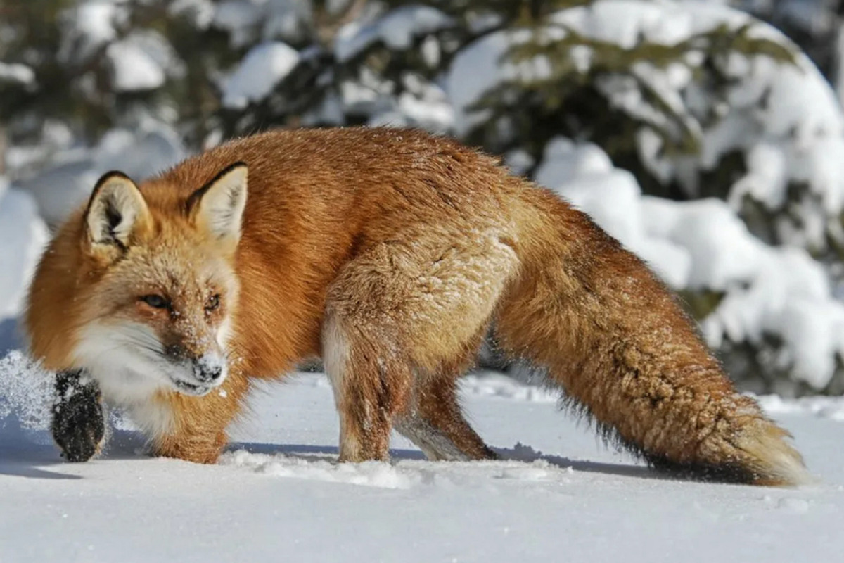 Костромская экология: в Кологривском лесу лисы съели зайцев