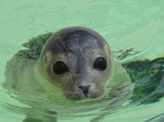 Мурманские ученые выбрали имя тюлененку, его назвали Оскаром