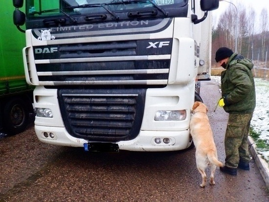 Псковские кинологи объяснили, как выбирают собак для службы на таможне