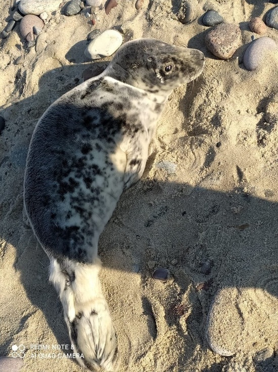С пляжей Калининградской области пропадают тюленята, которых собирались везти на лечение