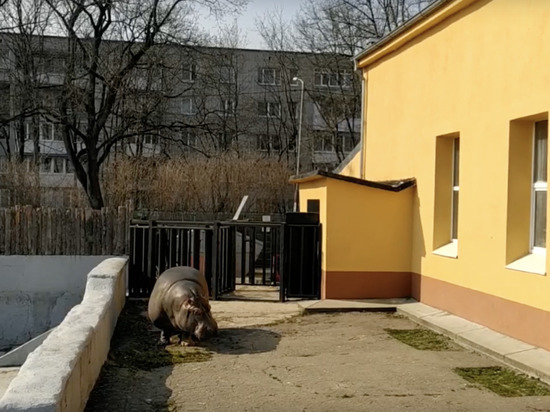 Бегемоты в Калининградском зоопарке вышли на первую весеннюю прогулку