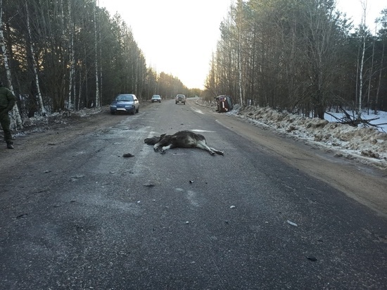 В Тверской области водитель сбил лося: есть пострадавший