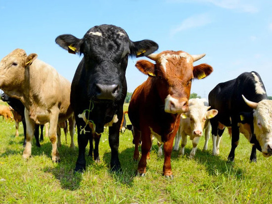 Северяне возмутились состоянием животных на предприятии по производству молочной продукции