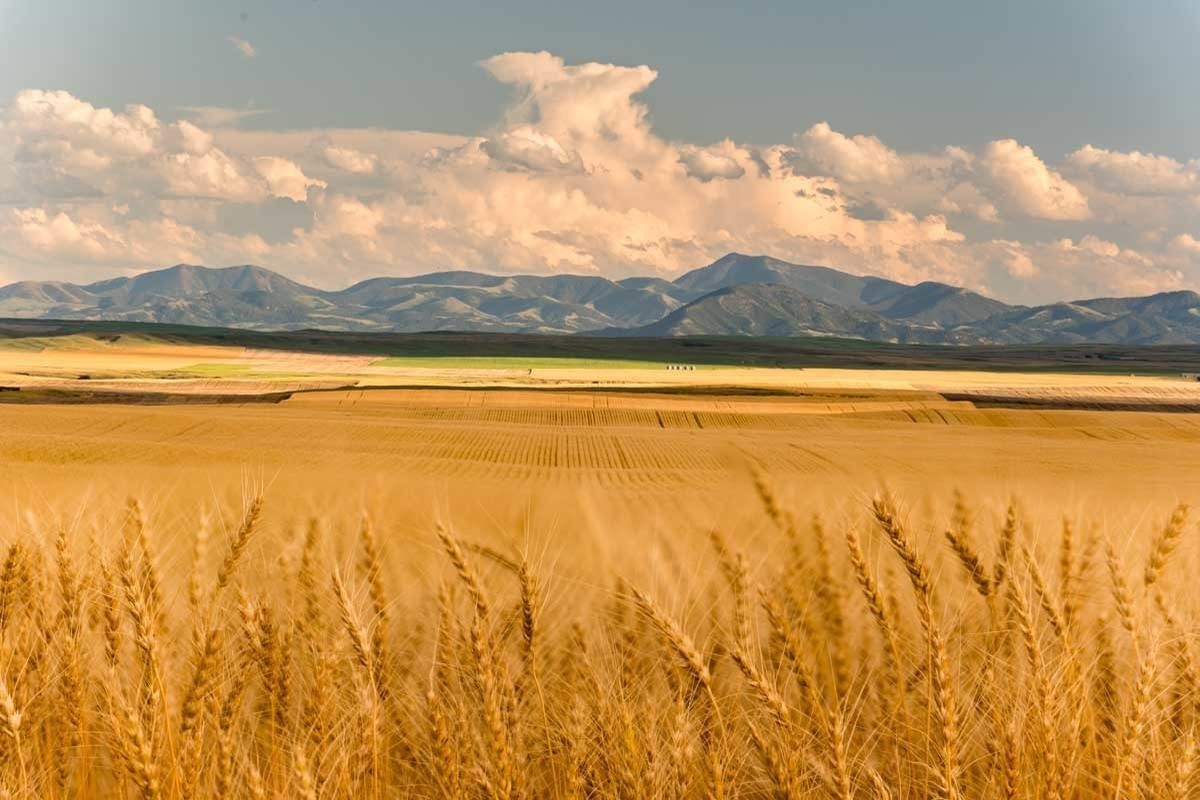 Сельское хозяйство Монголии Растениеводство