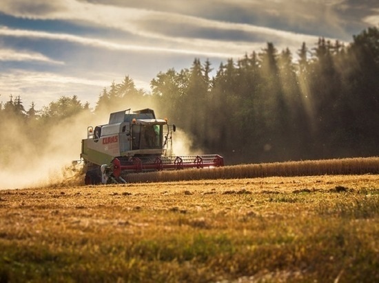 «Вагоны на простое»: запрет на экспорт зерновых обеспокоил алтайских аграриев