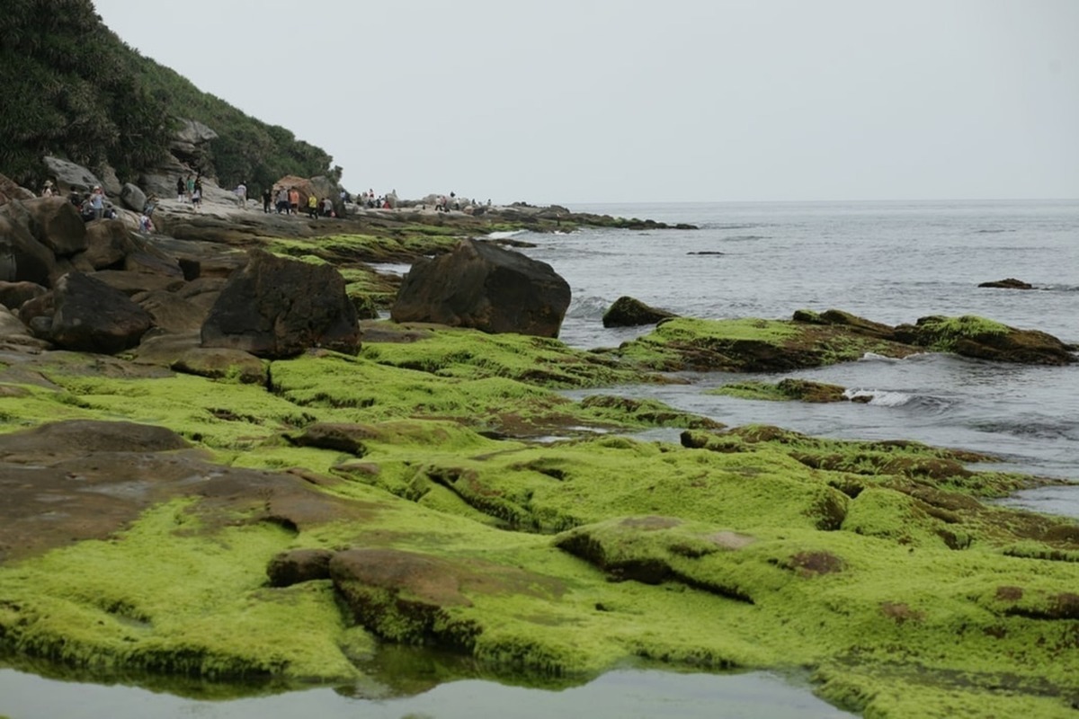 Японские водоросли. Водоросли японского моря. Популярные водоросли в Японии. Мелководье в Японии.