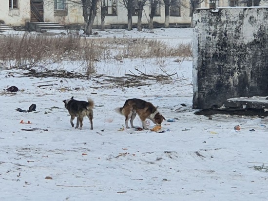 Следком проверит очередное нападение собак на ребенка в Забайкалье