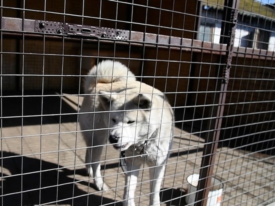 В Астраханской облдуме поддержали закон об умерщвлении уличных собак