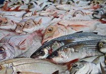 В Приморском крае пока не рассматривают вопрос регулирования цен на рыбу из-за объявленной Росрыболовством временной отмены этого вопроса.