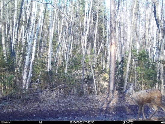 В нацпарке Хабаровского края сделан первый снимок детеныша кабарги