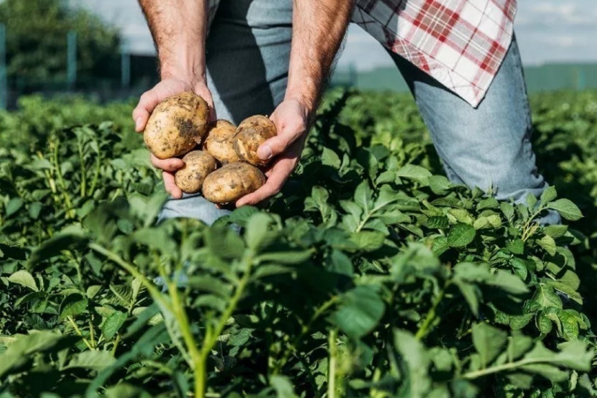 Костромичам вновь предлагают выращивать картошку самим
