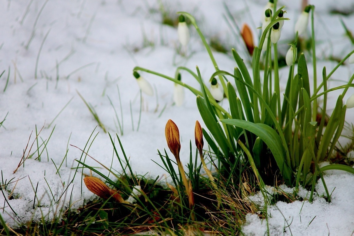 Сходить весенний. Растения под снегом. Снег весной. Утро ранней весны.