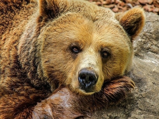 Количество бурых медведей уменьшилось в Мурманской области на 11%