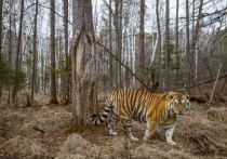 В Москве в ходе фестиваля «Первозданная Россия», в субботу, 26 марта, открылась выставка, посвященная амурскому тигру. 