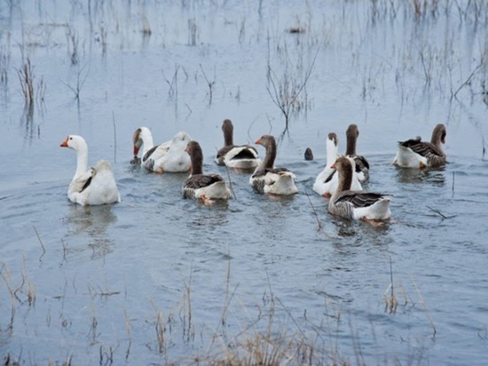 В Волгоградской области началась весенняя охота на птиц