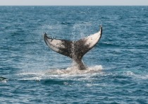 Зоолог Ольга Филатова рассказала об исследовании причины специфического запаха так называемых «вонючих» китов на Чукотке, в ходе которого выяснилось, что в пробах их кожи содержится меньше тяжелого азота, чем у других особей