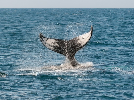 Зоолог объяснила «вонючий» запах китов на Чукотке