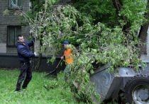 Столичные городские службы сообщают о том, что за прошедшие сутки в Москве сильный ветер повалил 49 деревьев, некоторые из них упали на припаркованные автомобили: всего повреждено около 25 машин