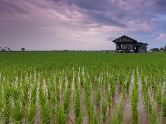 Восемь агрофирм из Крыма смогут засеять 850 гектаров риса в этом сезоне