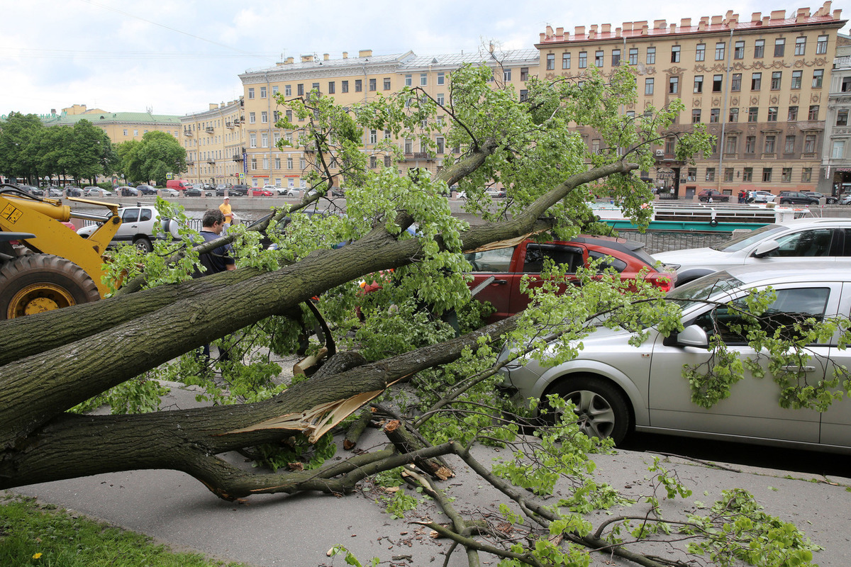 Шторм повалил и переломал в Петербурге 500 деревьев