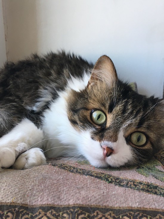 Смолянка заказала у мошенника «кошкин дом»