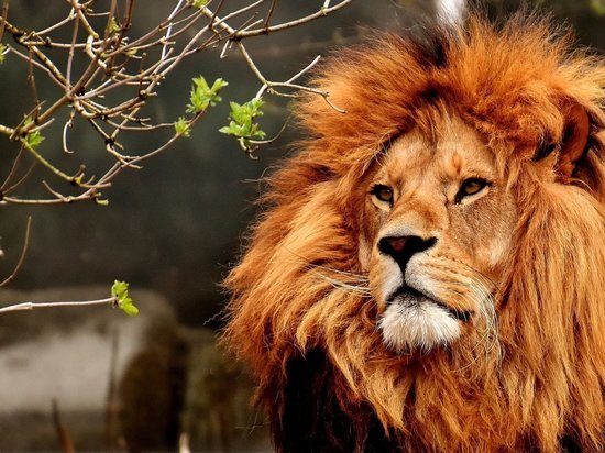 Из мариупольского зоопарка сбежал лев