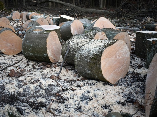 Массовые вырубки деревьев в парках и скверах объявили в Новосибирске