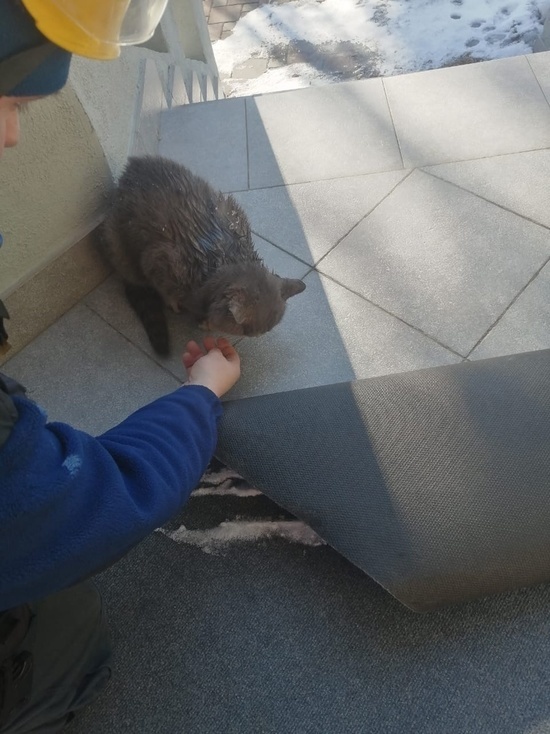 В Кемерове спасли застрявшую кошку