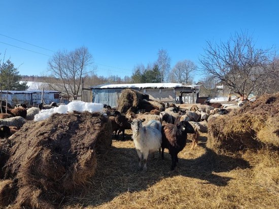 В деревне под Тулой нашли 42 мёртвых овцы