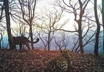 В национальном парке Приморского края может совсем скоро появиться молодая семья краснокнижных пятнистых хищников – самой редкой кошки планеты – дальневосточного леопарда