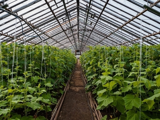Первый урожай тепличных огурцов на Колыме пошел в продажу