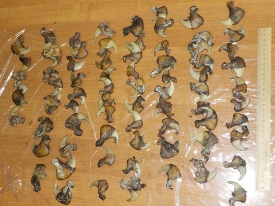Пассажир рейса Казань-Дубай попытался незаконно вывезти клыки крупного хищника