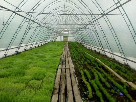 В Саратовской области выращено 290 тысяч сеянцев сосны