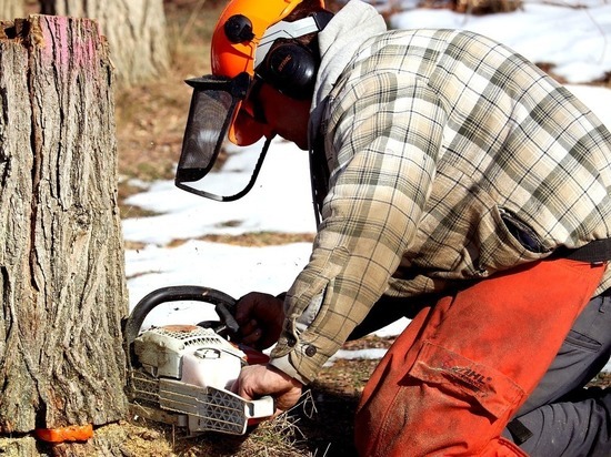 Трое кузбассовцев незаконно срубили 22 дерева и теперь могут сесть в тюрьму