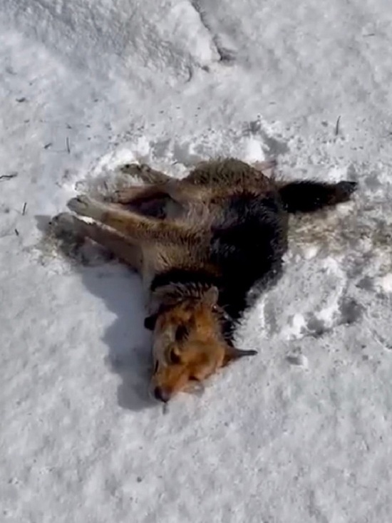 В Тверской области за день насмерть сбили двух собак