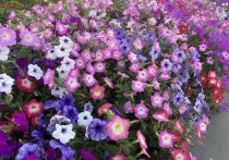 В 2022 году в Барнауле высадят вдвое больше многолетних цветов