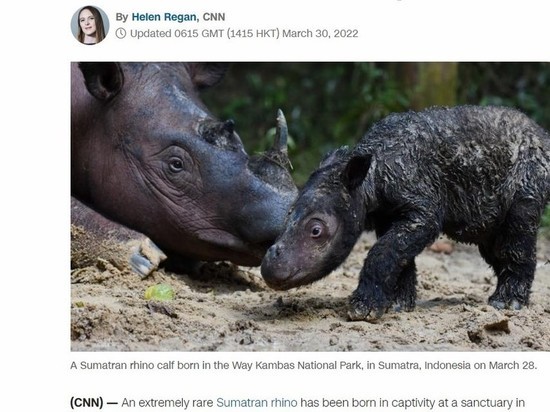 Рождение редкого суматранского носорога биологи назвали «знаменательным событием»