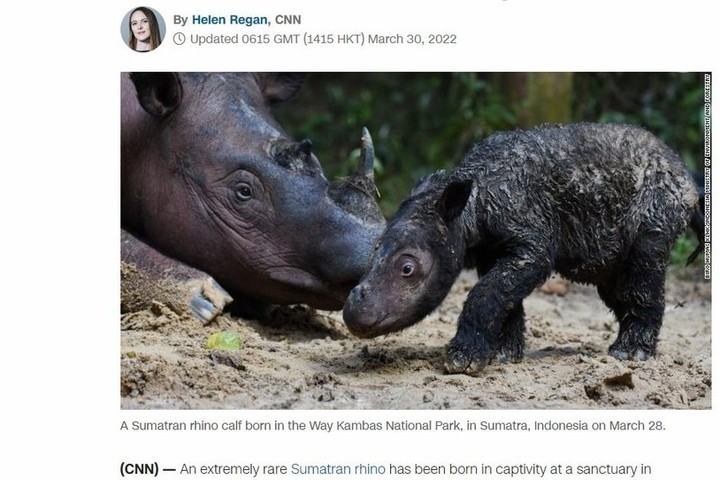 Редкие носороги. Родился суматранский носорог. Мохнатый суматранский носорог. Носороги вымерли деру.