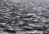 Сахалинские рыбопромышленники и местные жители региона приготовились к подходу мойвы.