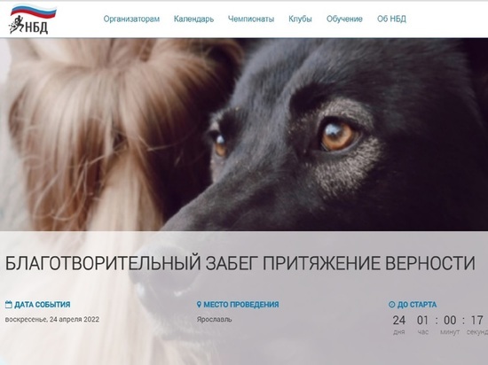 В Ярославле пройдет забег в поддержку собак