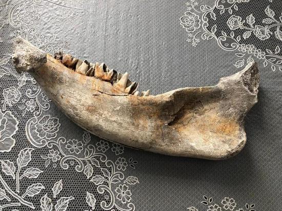 В Воронежской области в музее появились кости челюсти древнего быка миллионной давности