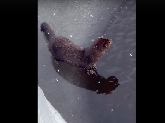 Житель Карелии снял на видео изящную норку